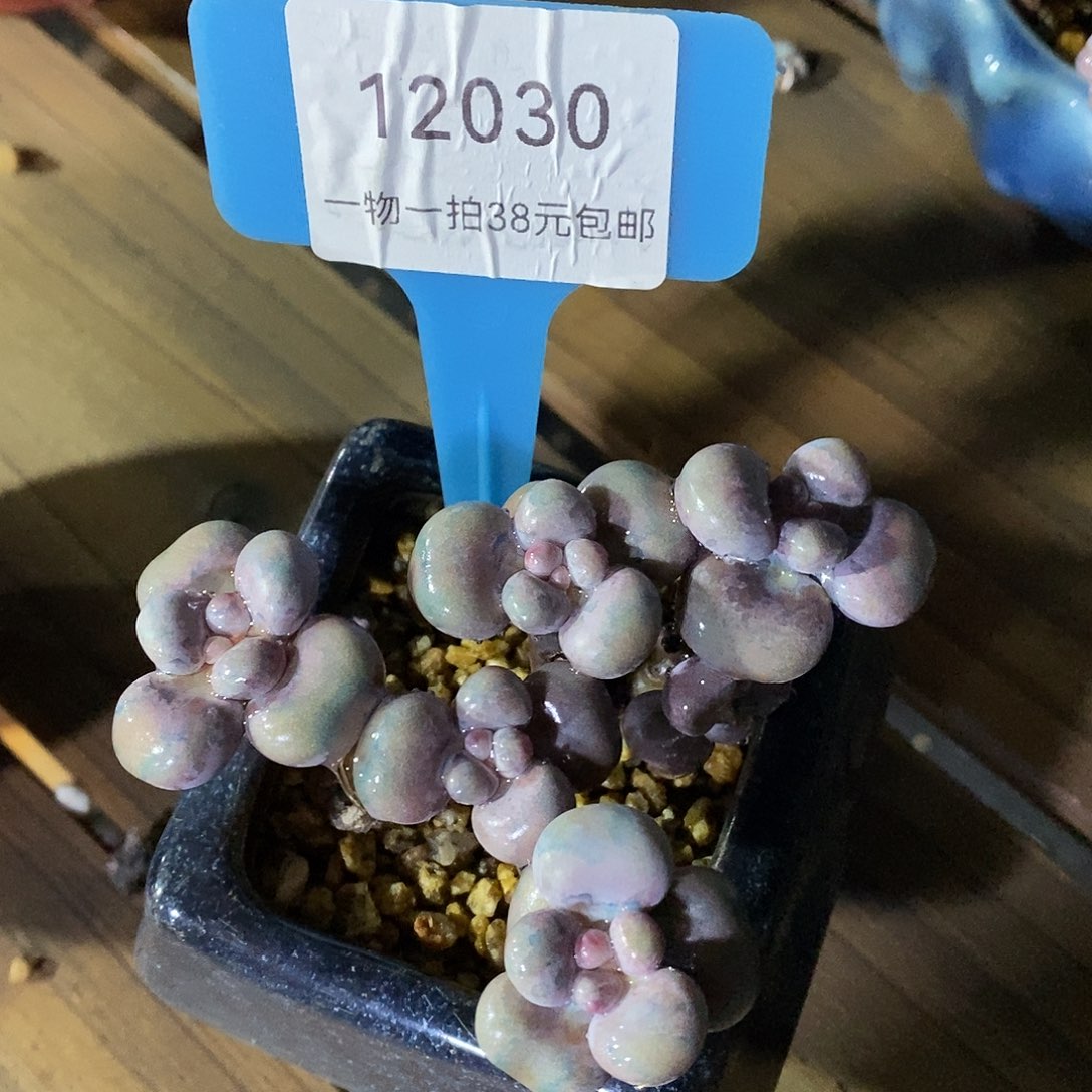 12030册璐璐魔芋小雨我