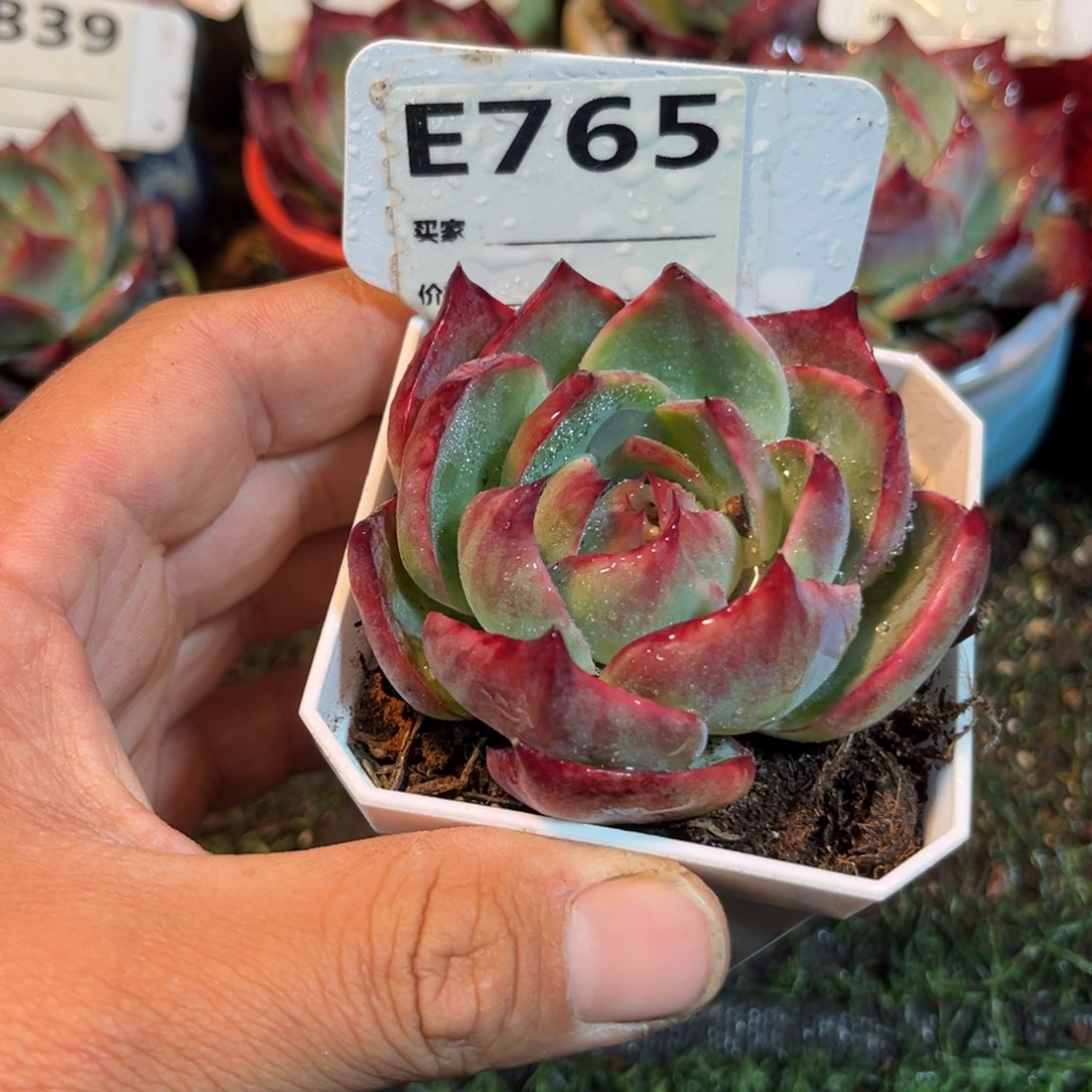 惊鸿一瞥765号多肉