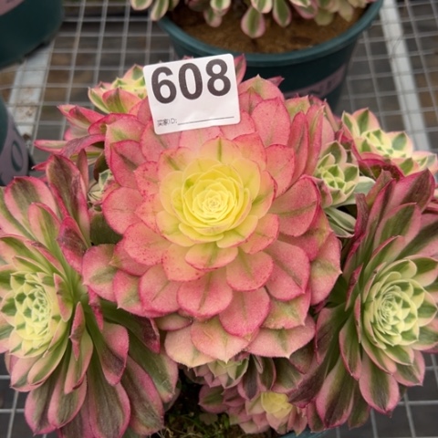 608玉姿20厘米左右