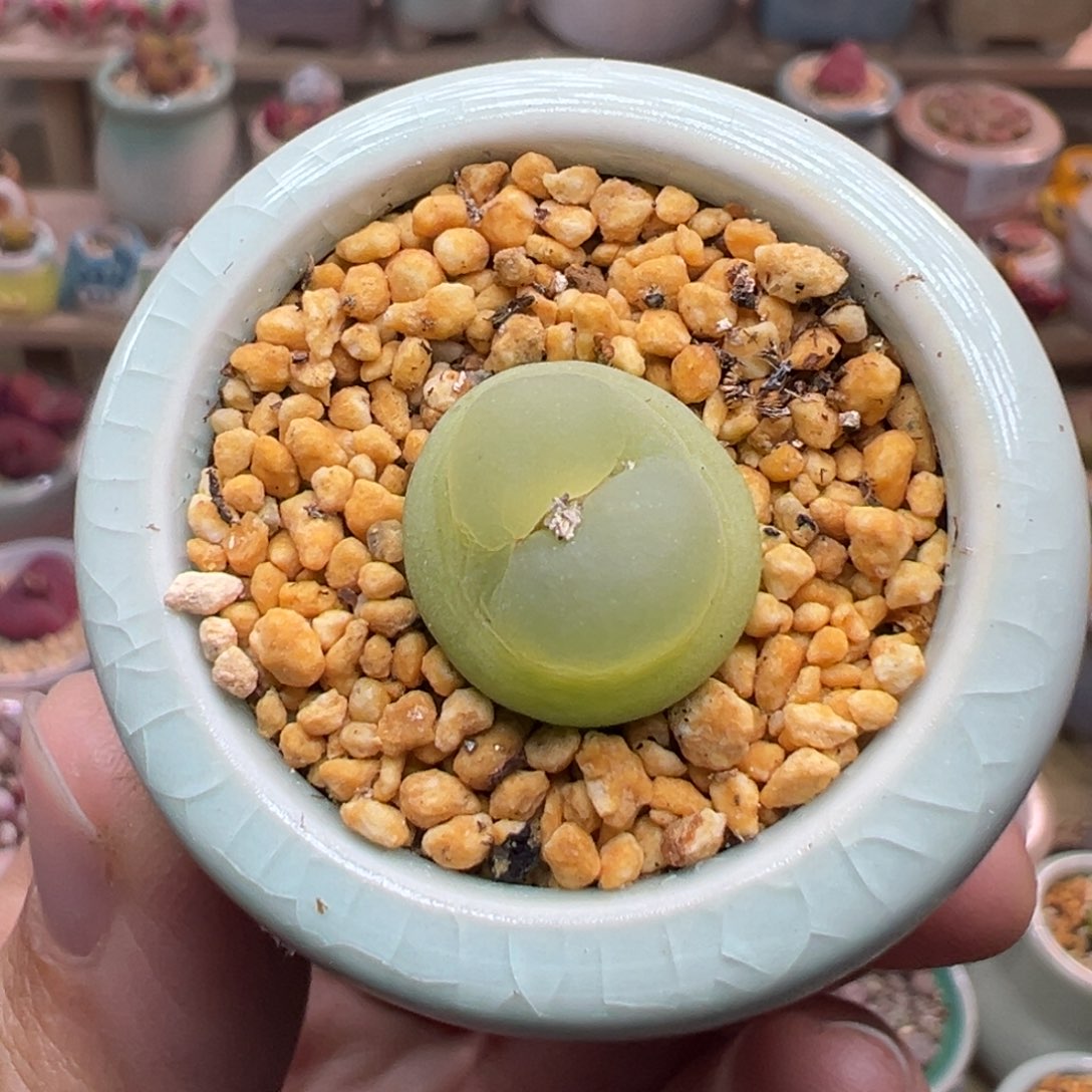 多肉植物150号拉登