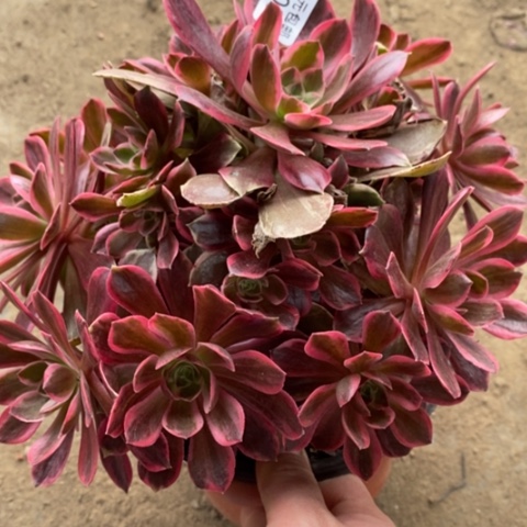 82浣纱多肉清棚福利