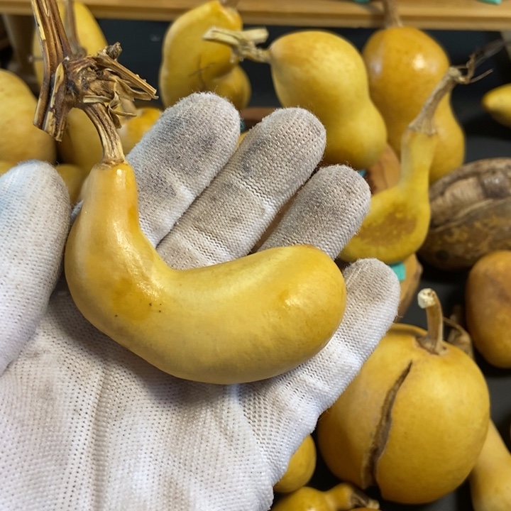 白*哥葫芦葫芦真的