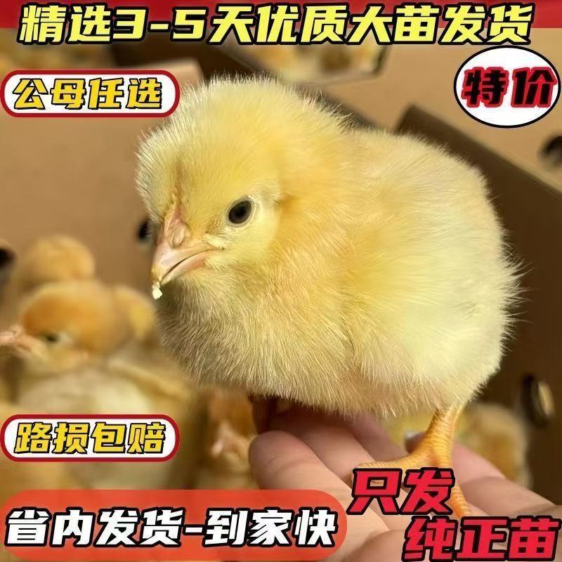 宠物鸡麻羽五黑三黄农村土鸡顺丰包邮