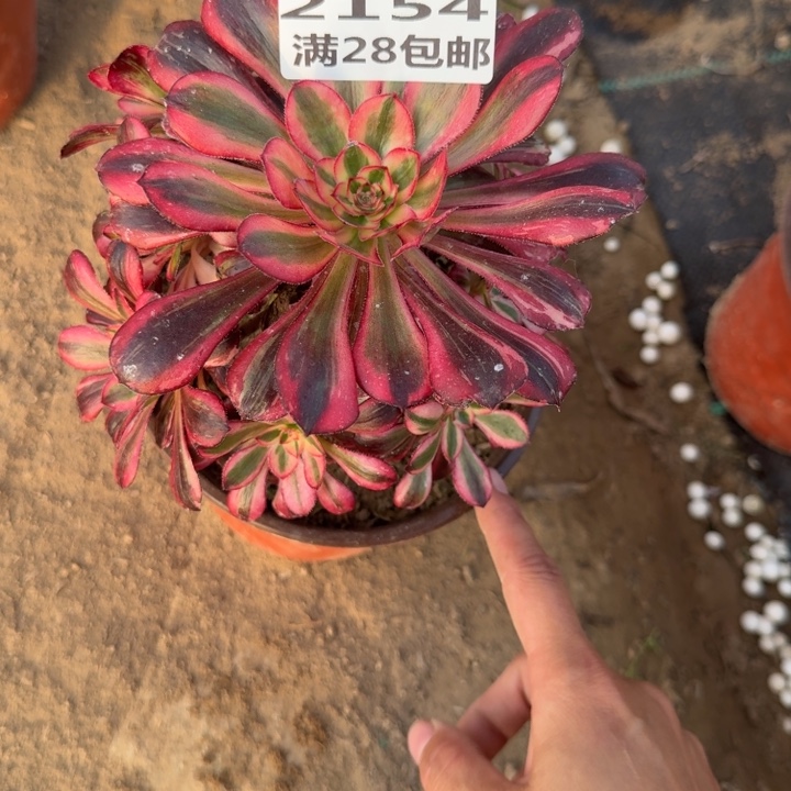 2154三号棚红钻多肉