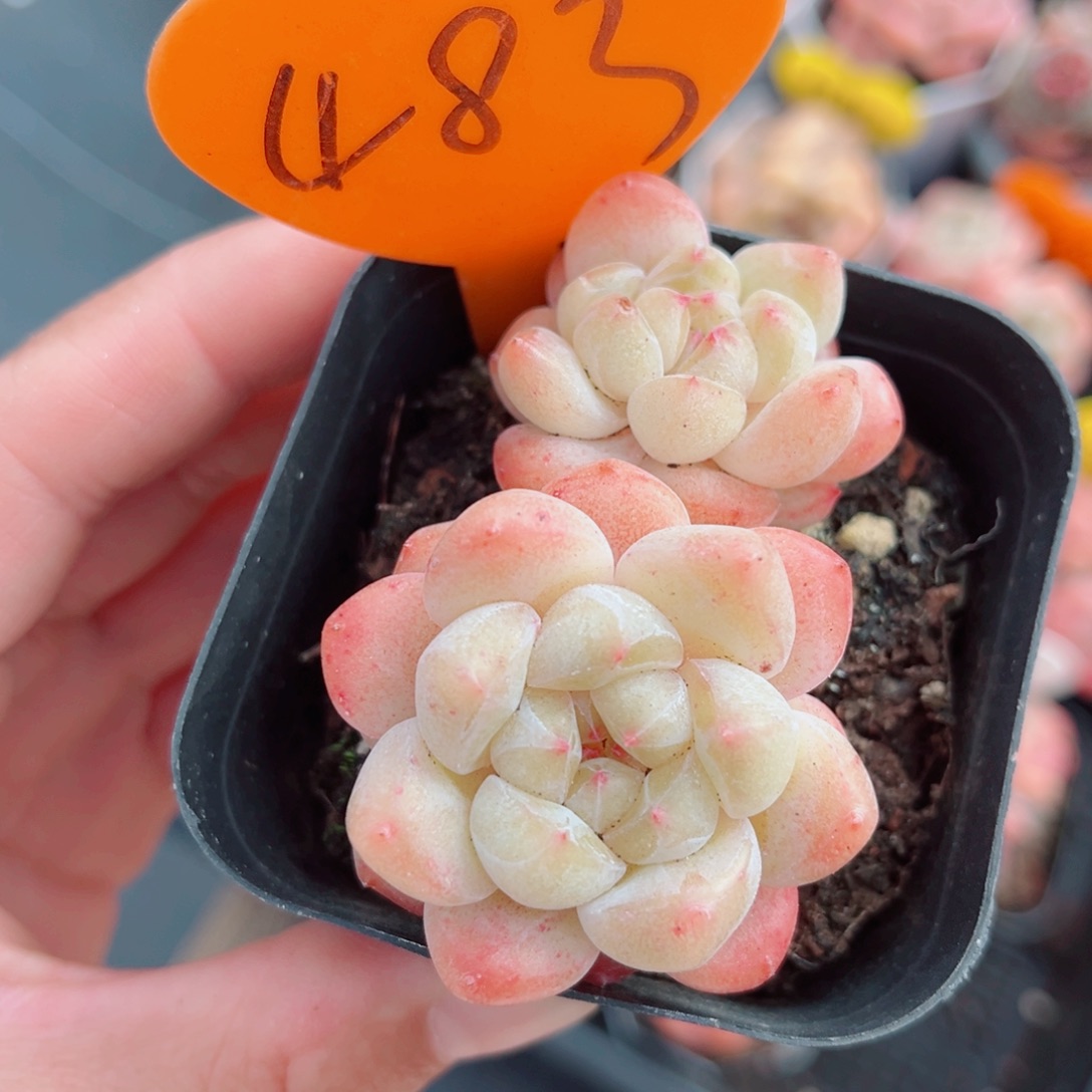 483号小老桩糖心双头