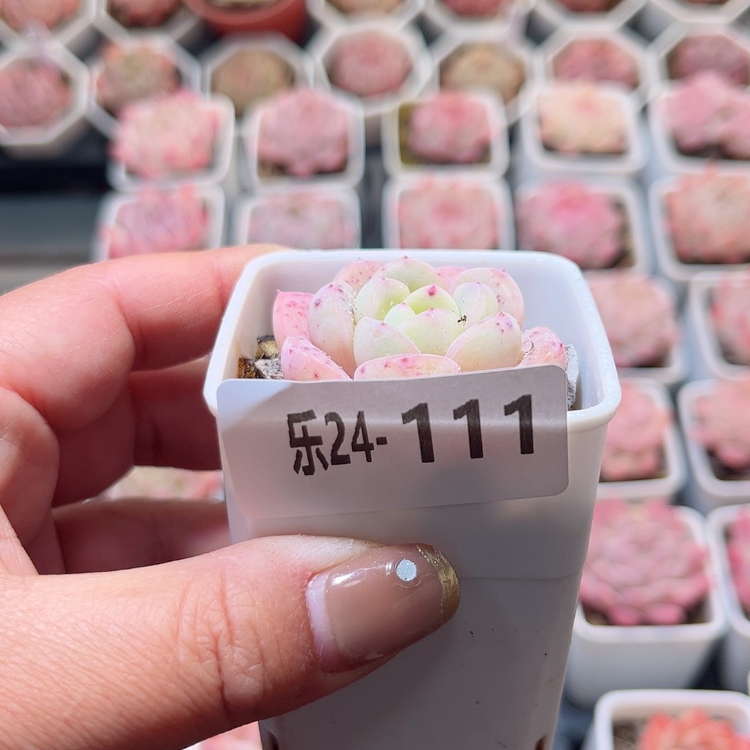 乐24-111 白纱单头