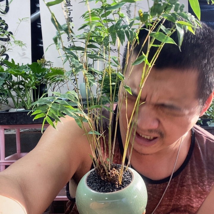 以实际为准盆栽盆景绿植60