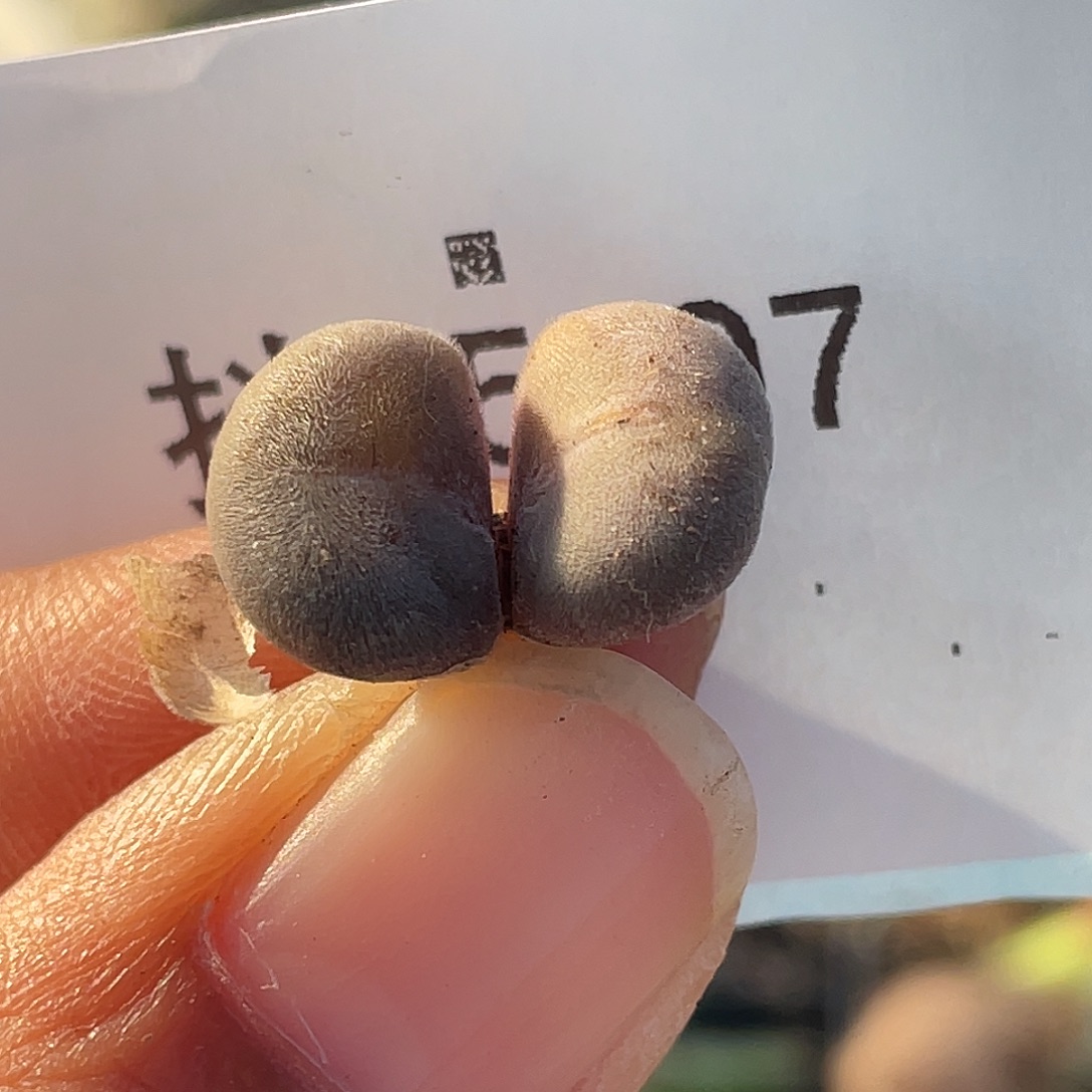 25-97肉锥d毛多肉植物