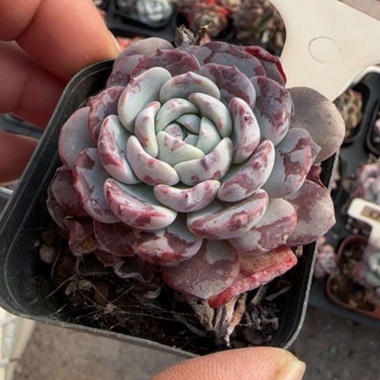 239拉皮多肉植物多