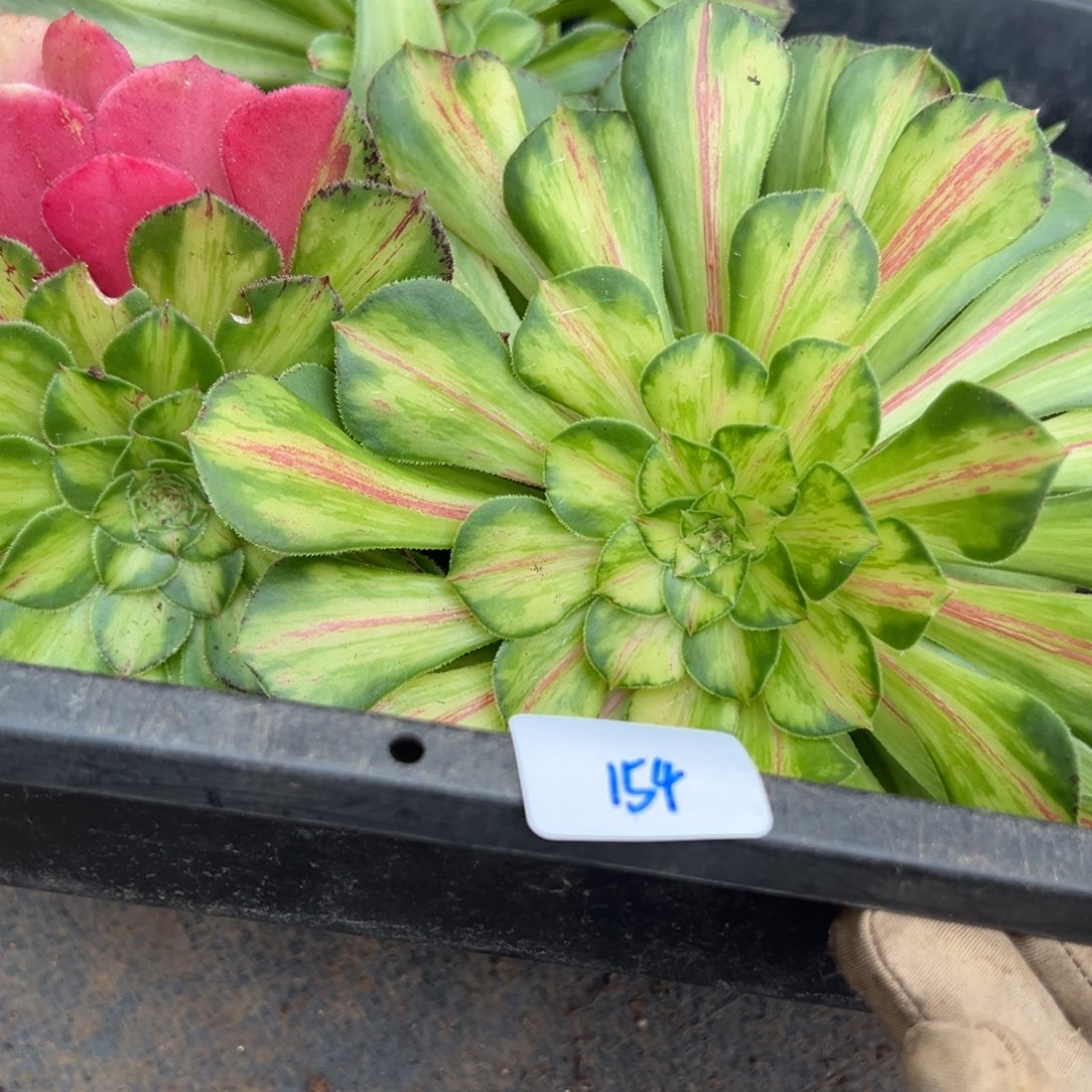 154知否框拍多肉椅子