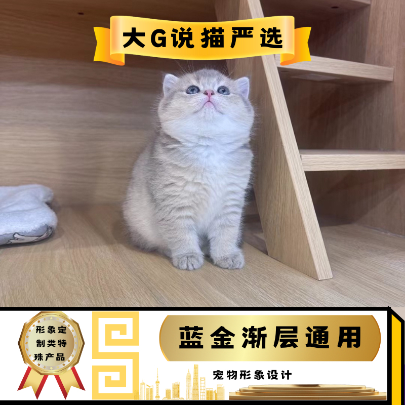 蓝金渐层猫系列形象专属定制（通用）