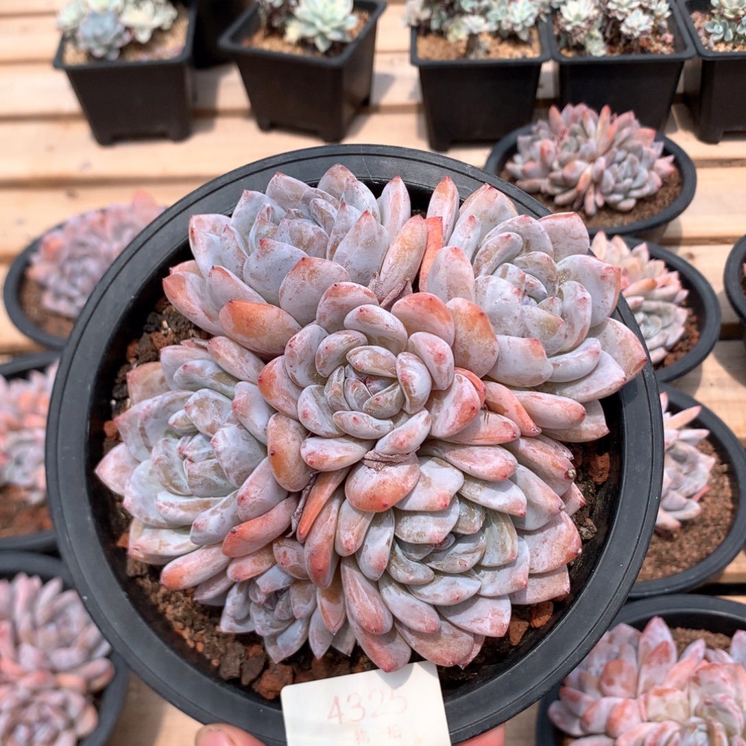 13.5厘米六头蒙特雪天使4325