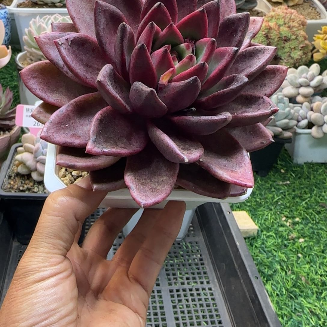 锦安精品多肉植物258