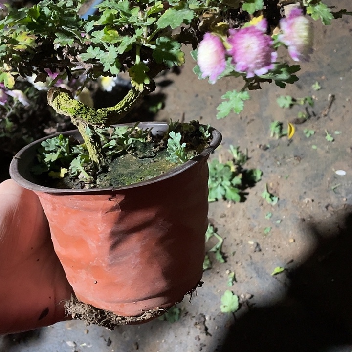 张***红35菊花菊花菊花菊花