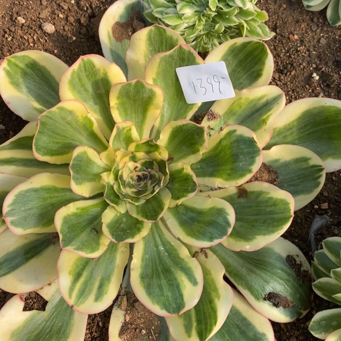 1399燕姿锦多肉植物