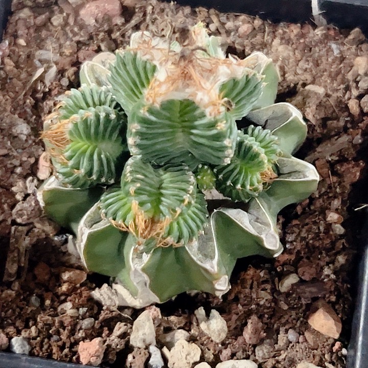 实生苗接五星花笼