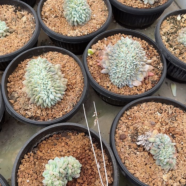 无花朵一物一拍星影缀化