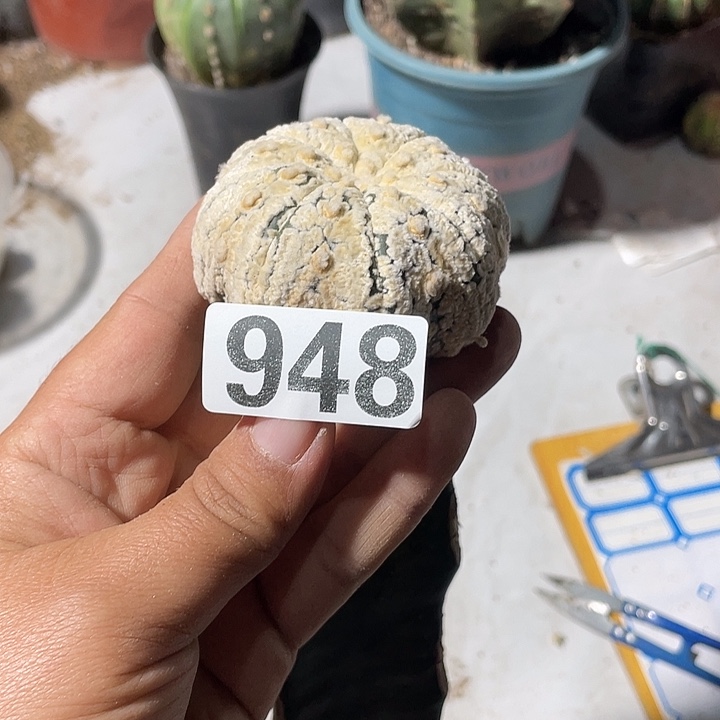 三角嫁接948号海星龙白