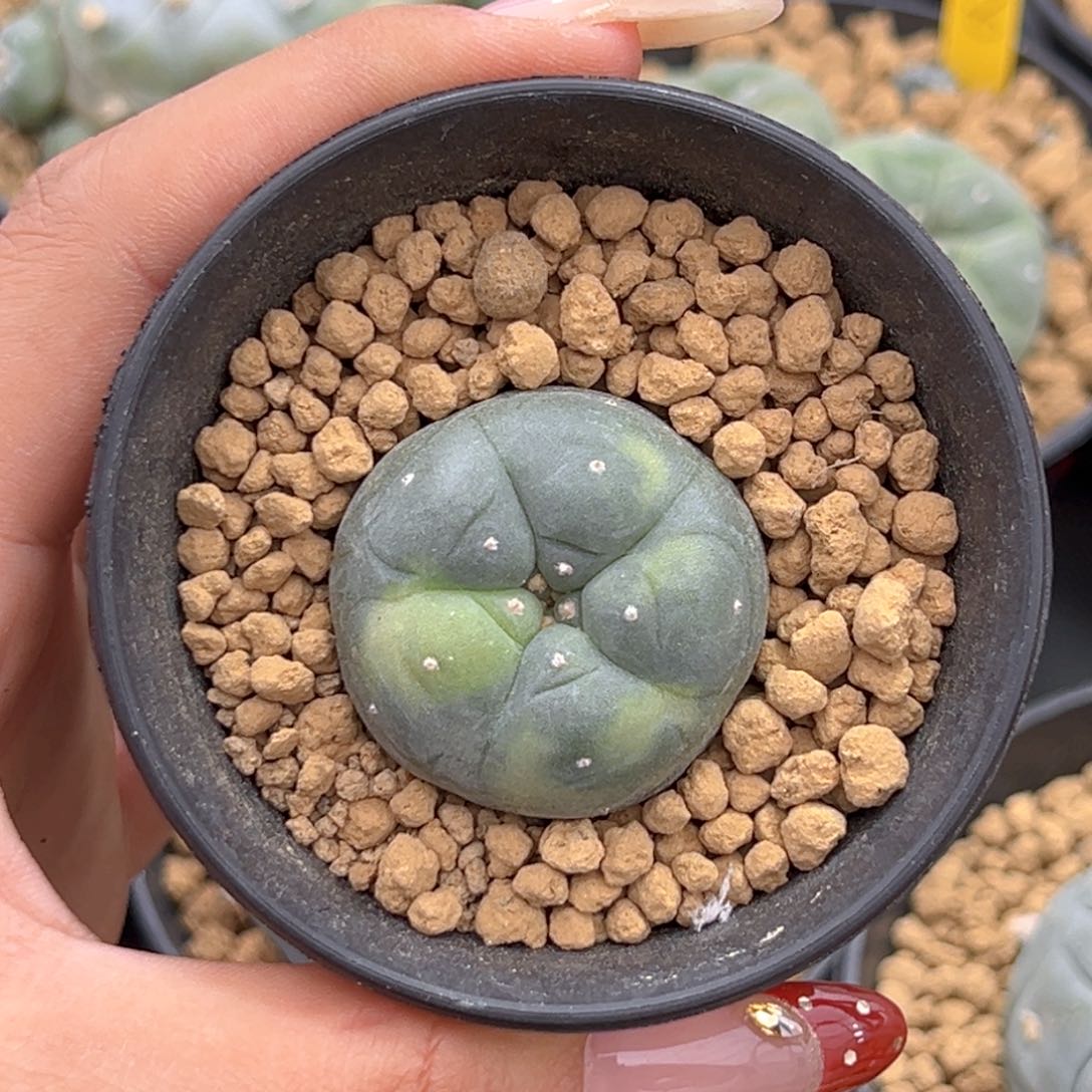 m552wu锦实生带盆肋骨