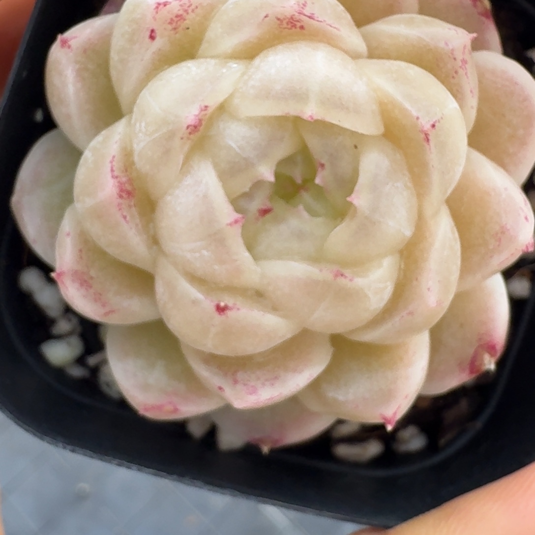 1218-5-麦秆包子白粉体单头