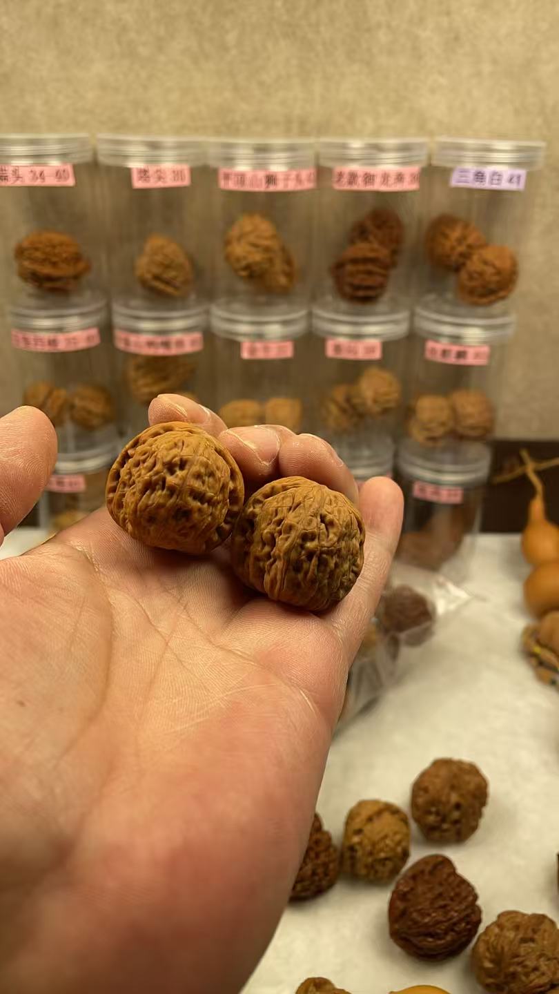 32全品红皮小狮子