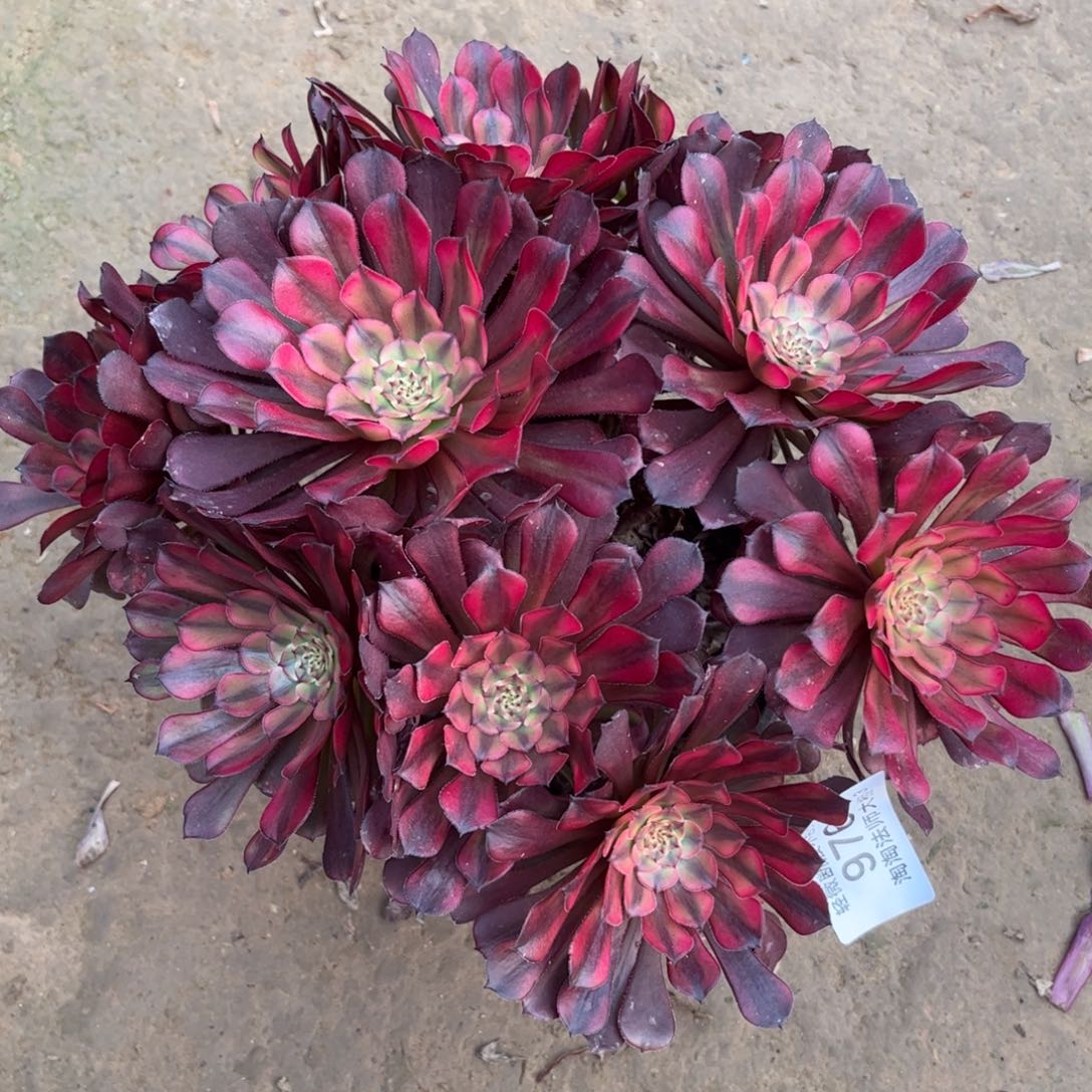 976霞光多肉植物法师