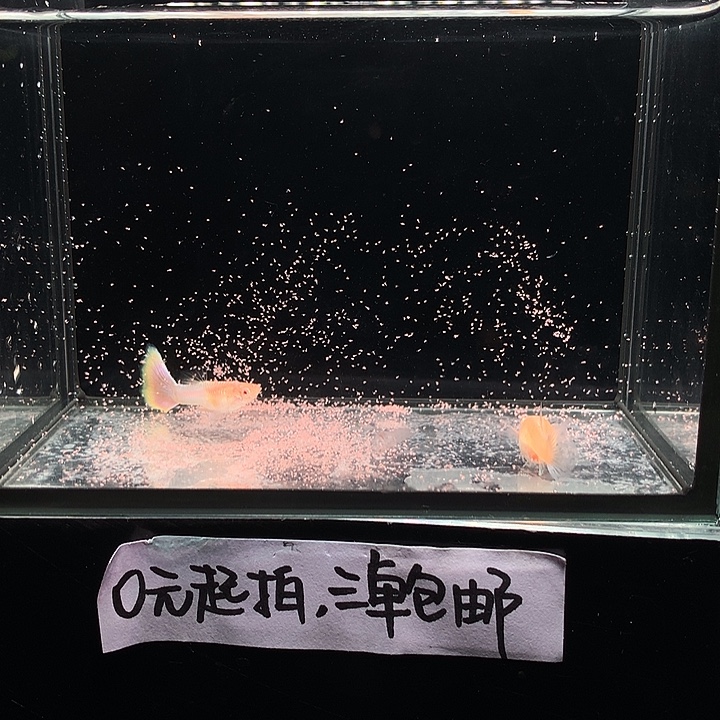 孔雀鱼拉朱莉幻彩白子一对