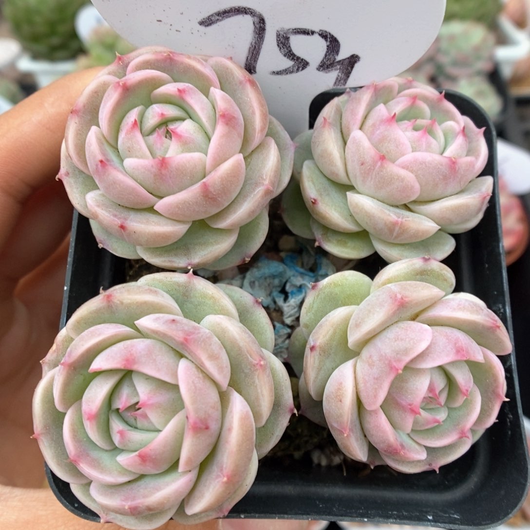 白芷珍妮群生753号。