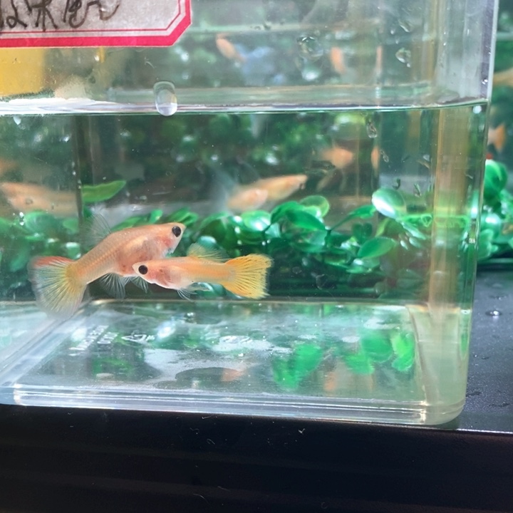 海水鱼黄金铂金波线