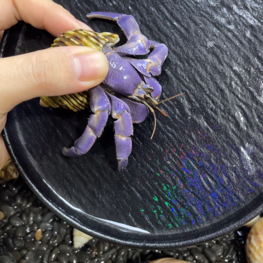 寄居蟹，寄居蟹，寄居蟹