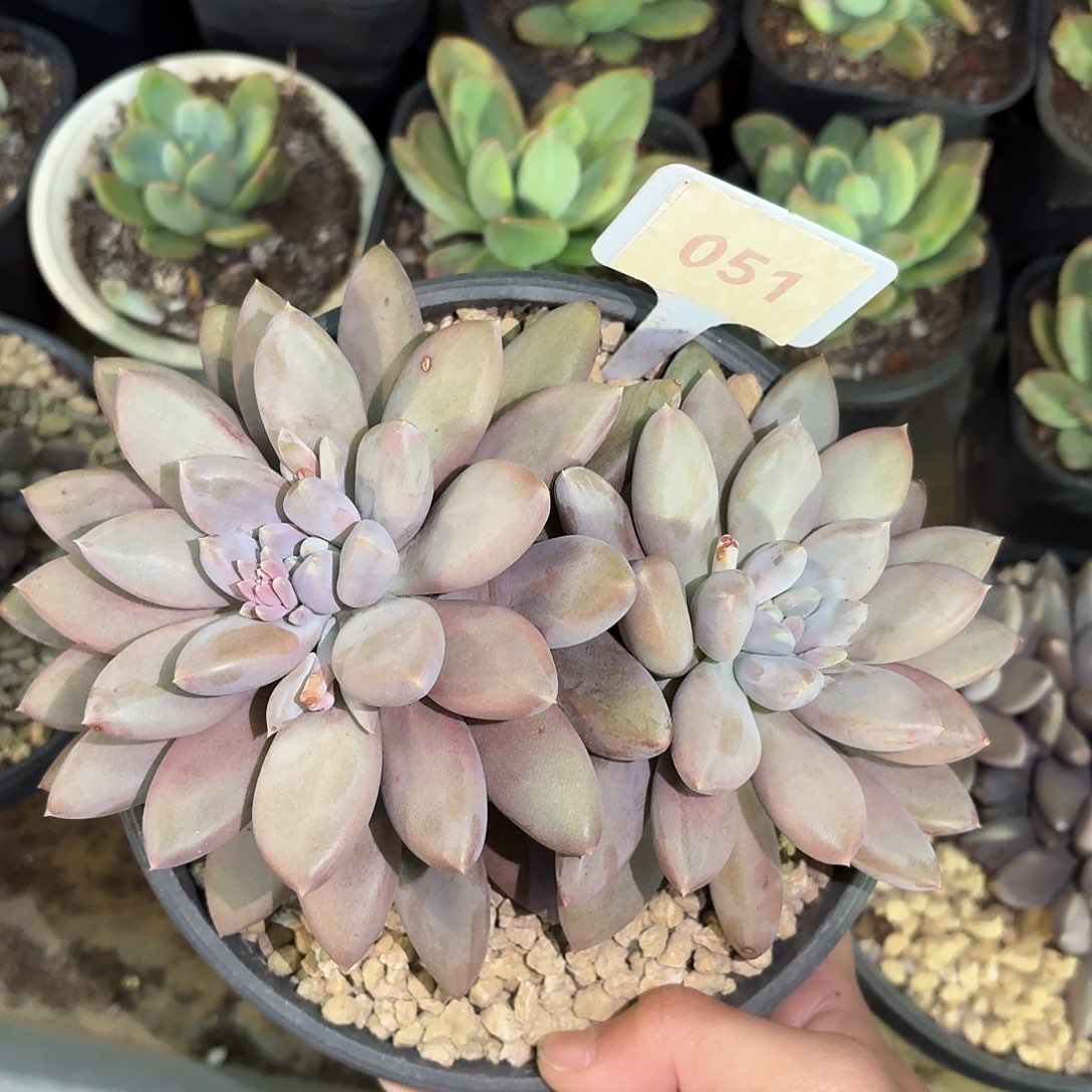 焦糖胖体鱼哥特萝莉99999999999999999