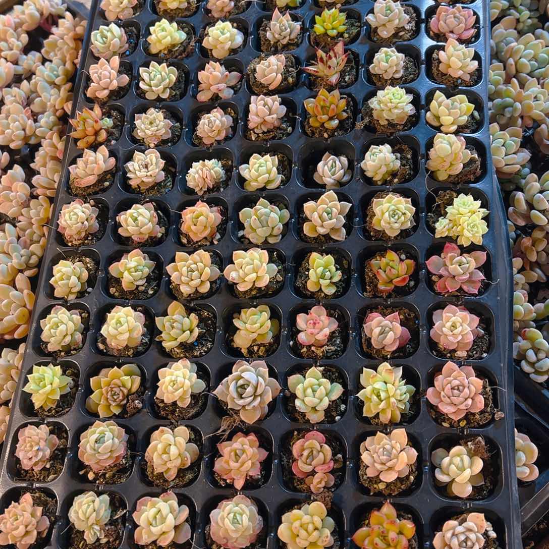 直播福利一物一拍205