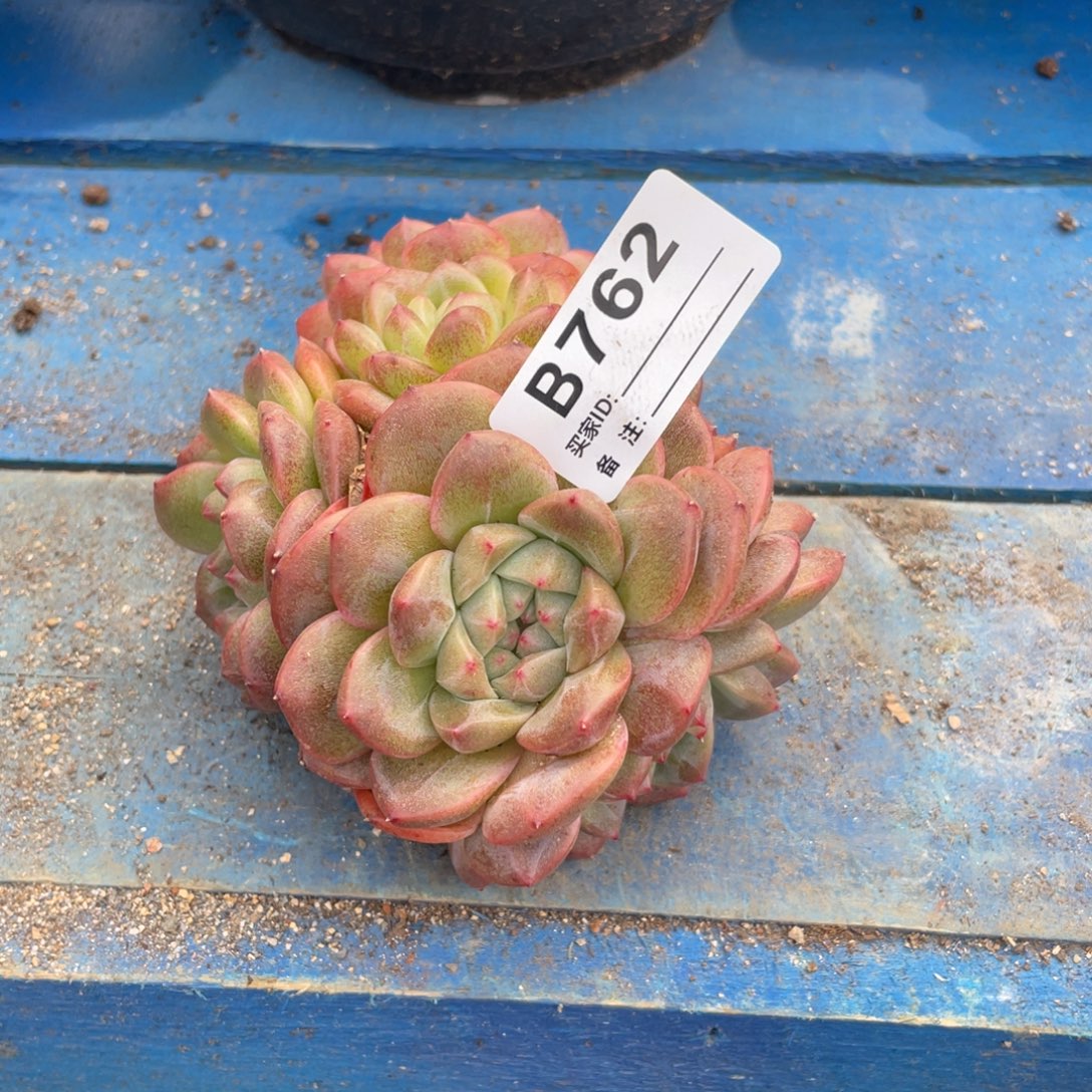 无花朵若如东云组拍B762