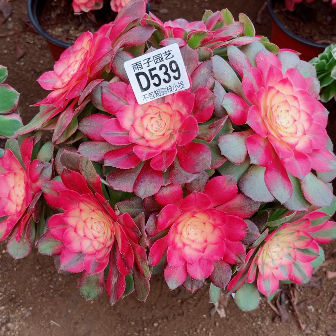 539荔枝雨子多肉植物