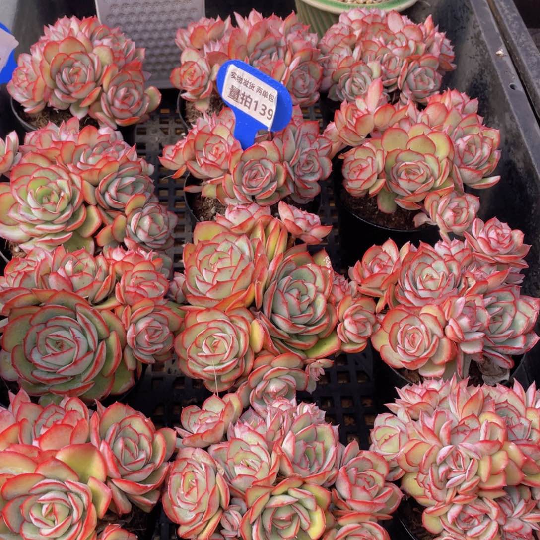 量拍139号 牡丹亭大群生一个