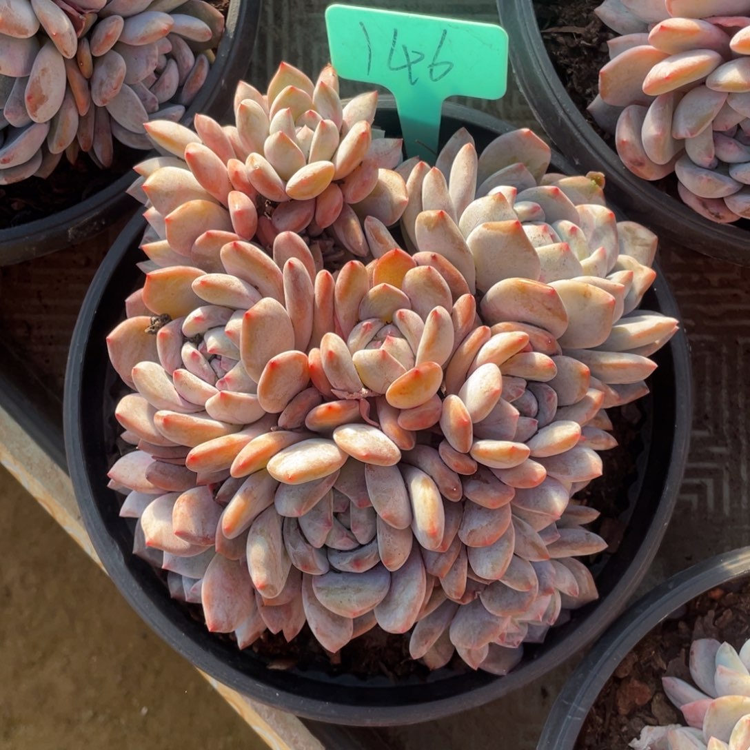 146号星影群生多头