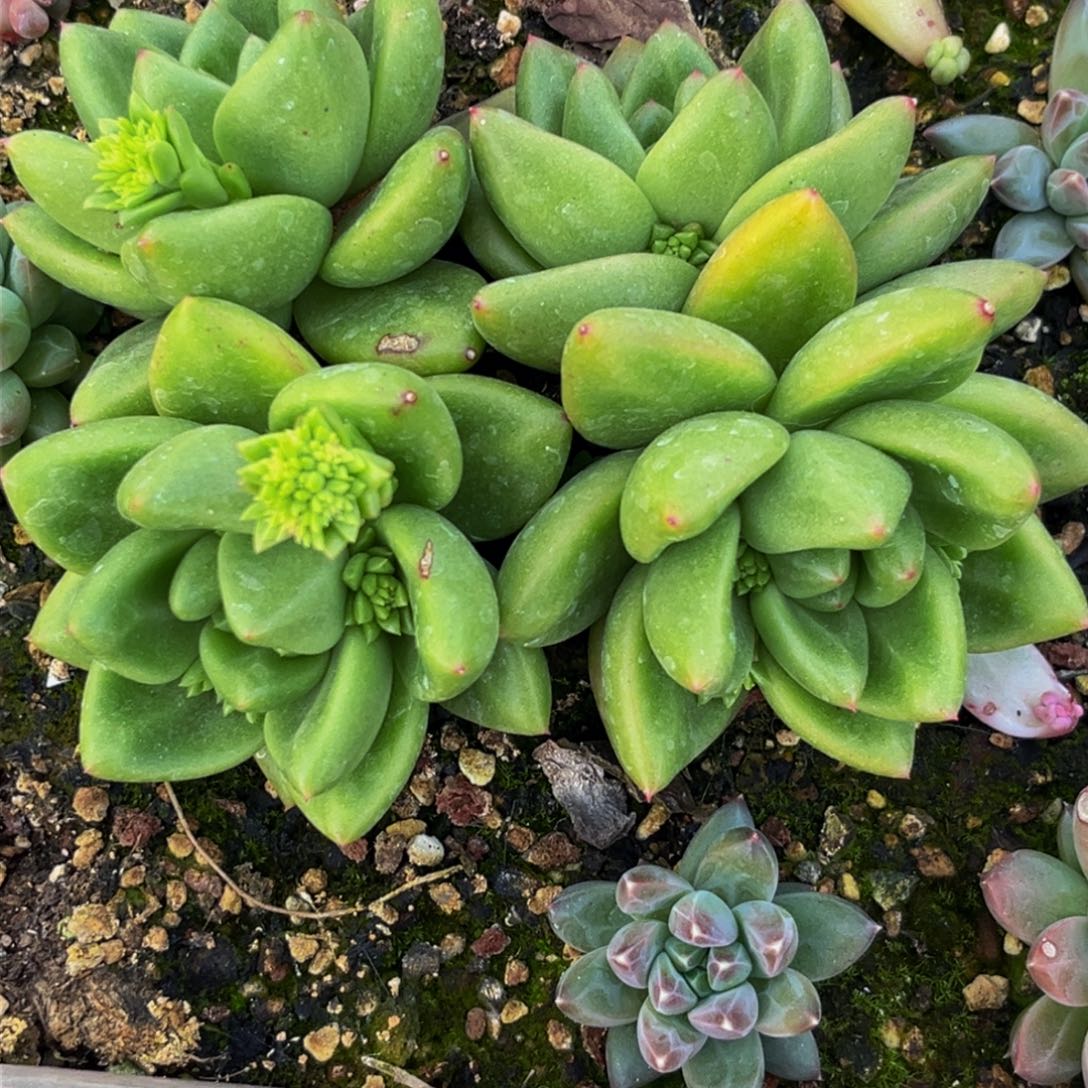 爱***人2642下午多肉植物群生