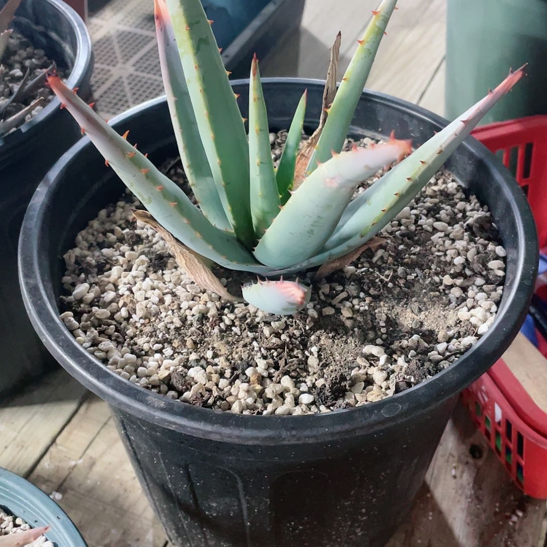 百**.雪女芦荟包邮