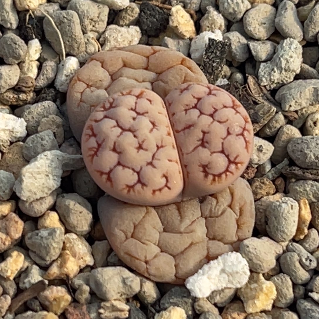 8849睫毛红纹189一颗