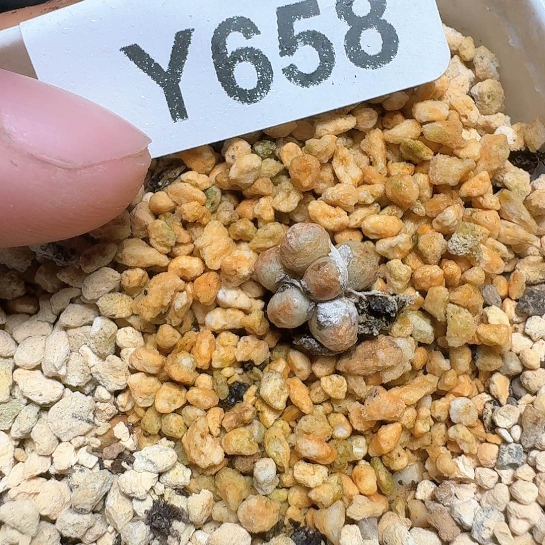 658号多肉植物哇f f