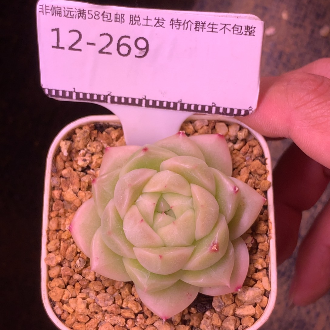 麦秆优选精品多肉58包邮