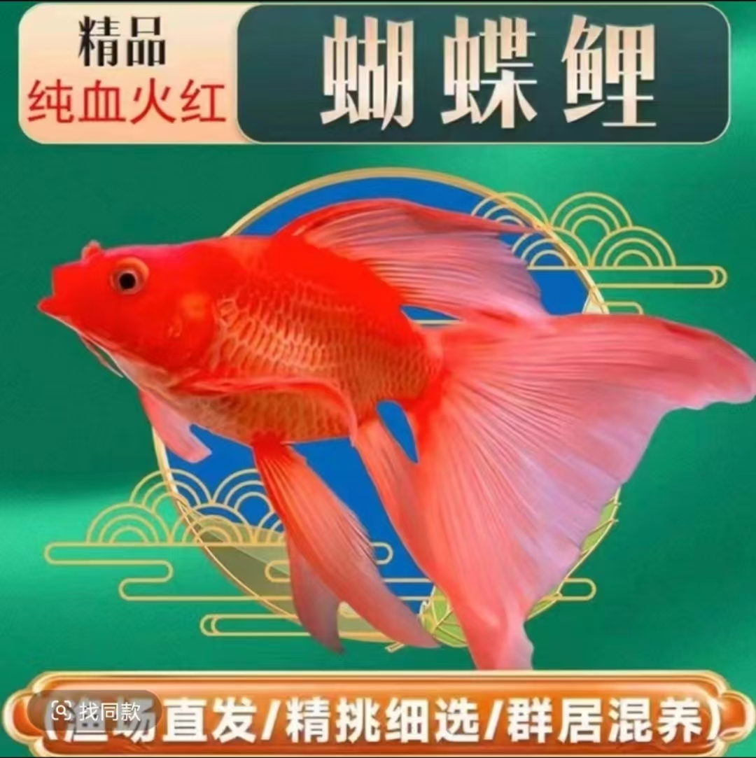 精品蝴蝶鲤鱼台系纯种红色短球观赏鱼养殖饲养活体发货耐活