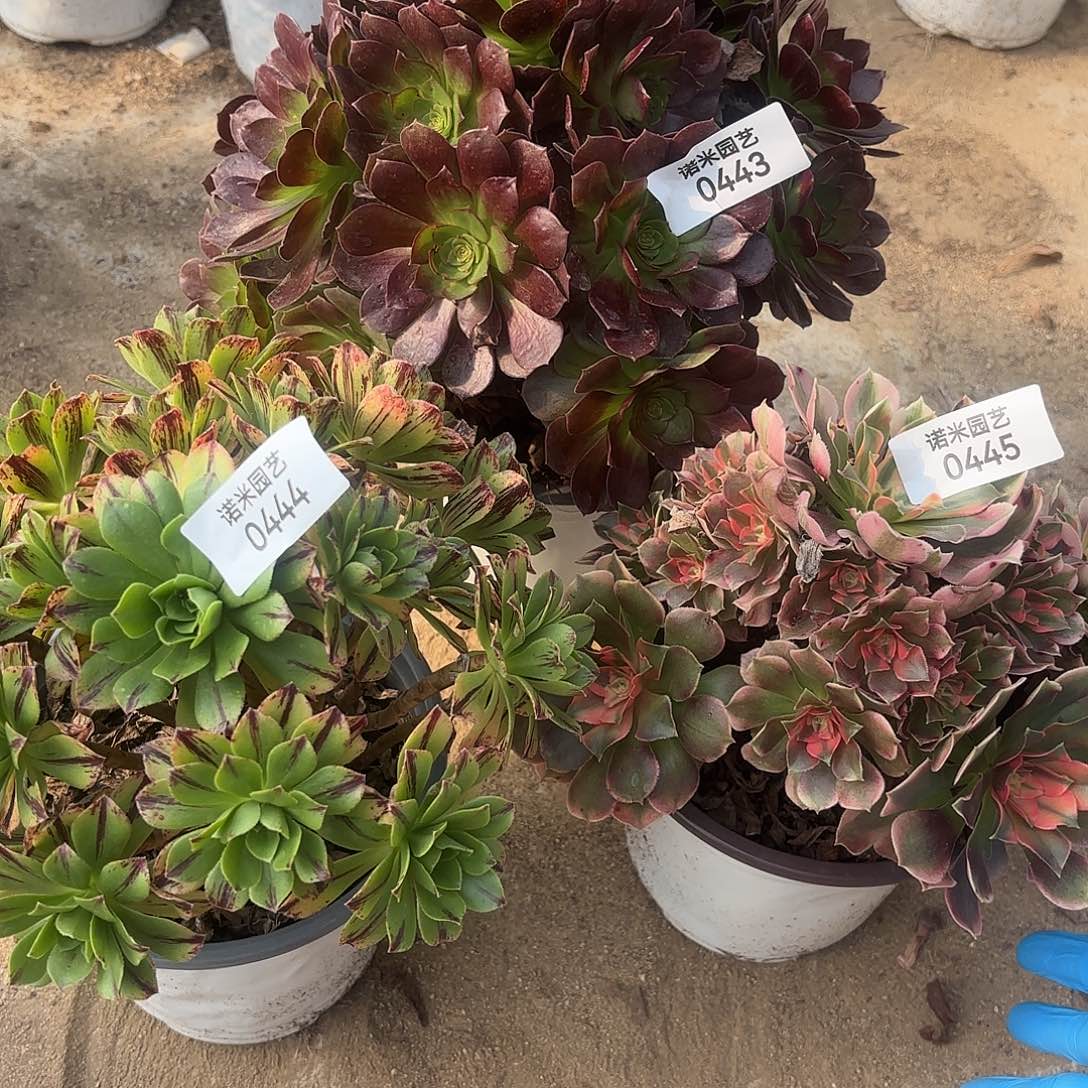 冰***沫黑美人必火香妃多肉植物443-44-45