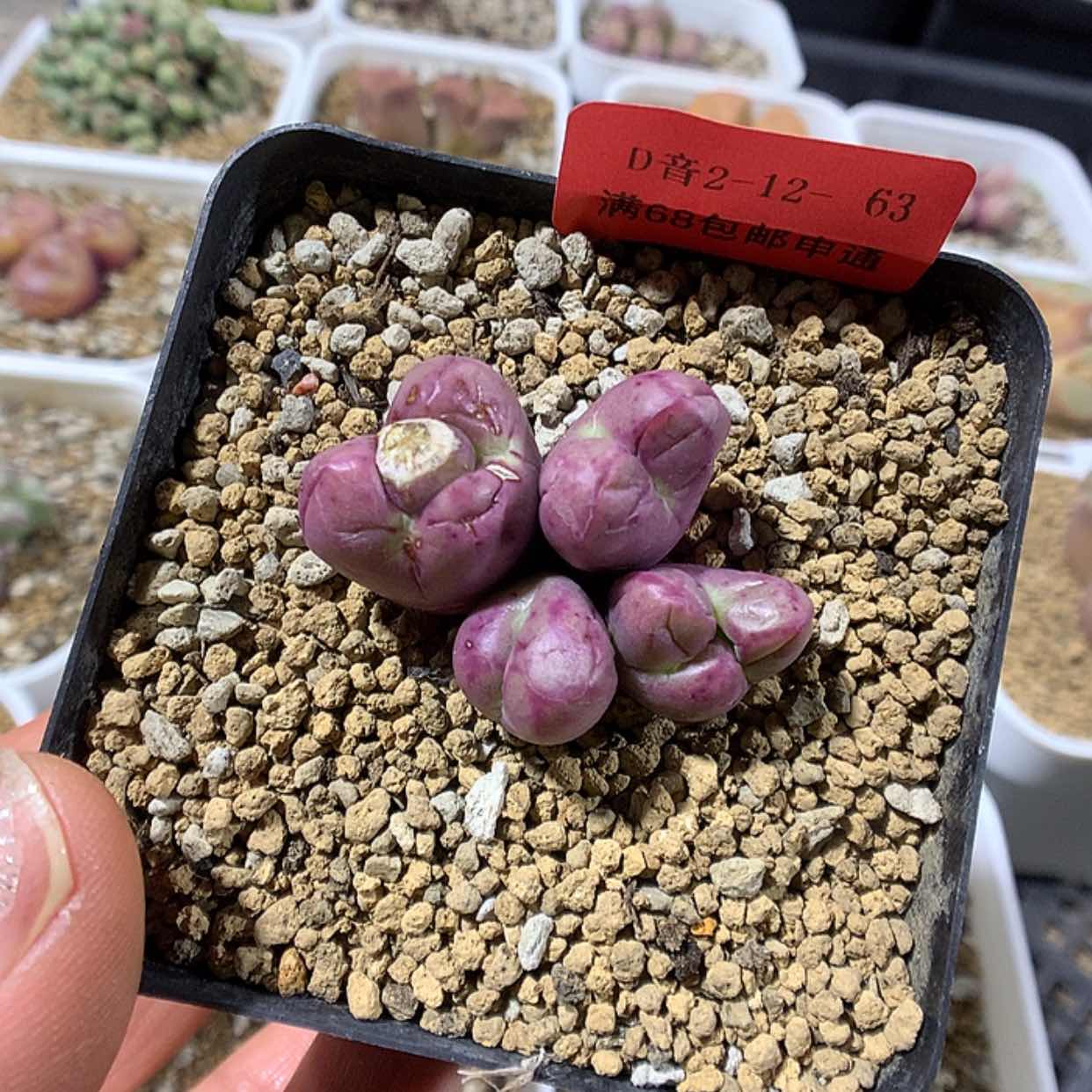 【闪购商品】2-12-63 奇葩肉锥 20