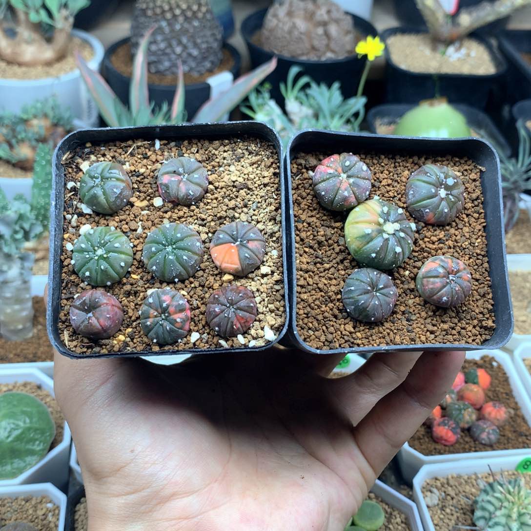 实生兜锦两盆带盆