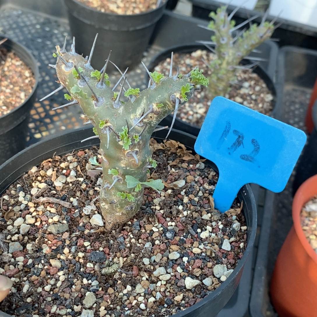 格思龙骨葵多肉植物