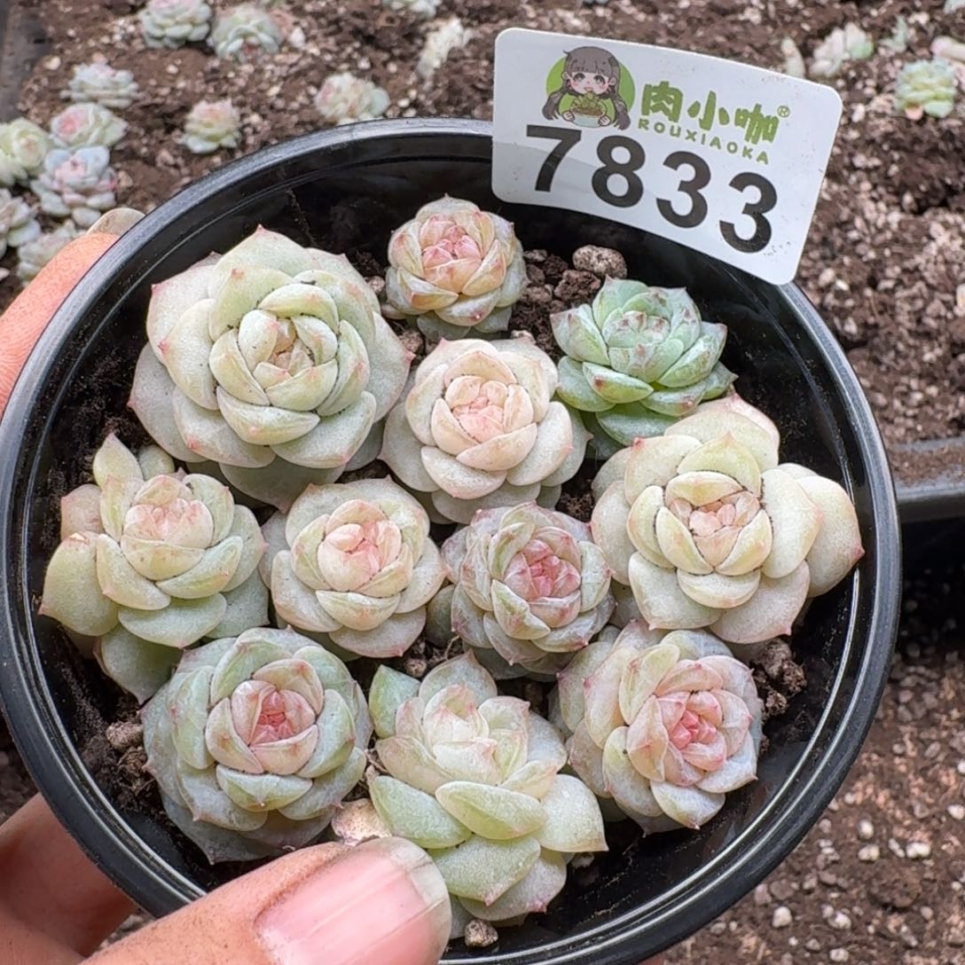多肉植物多肉植物