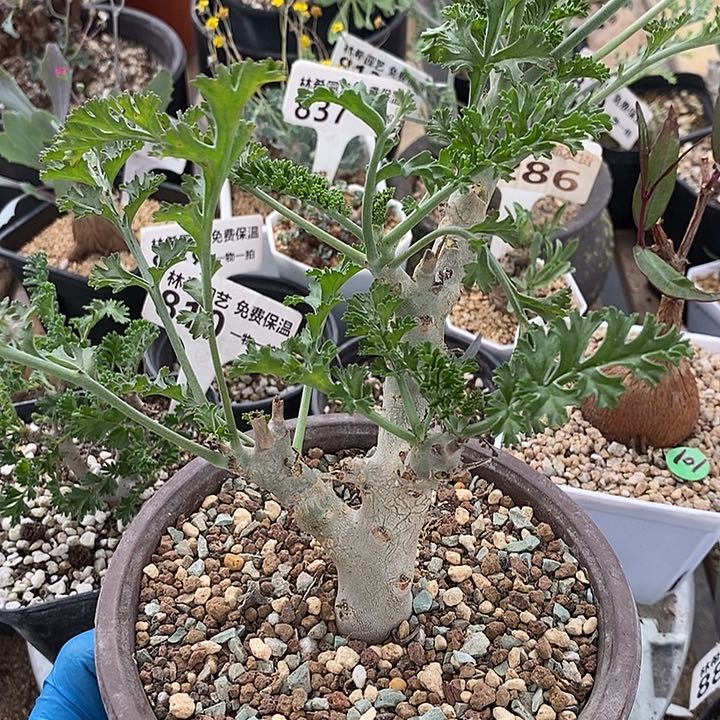 838白皮洋葵带盆一一