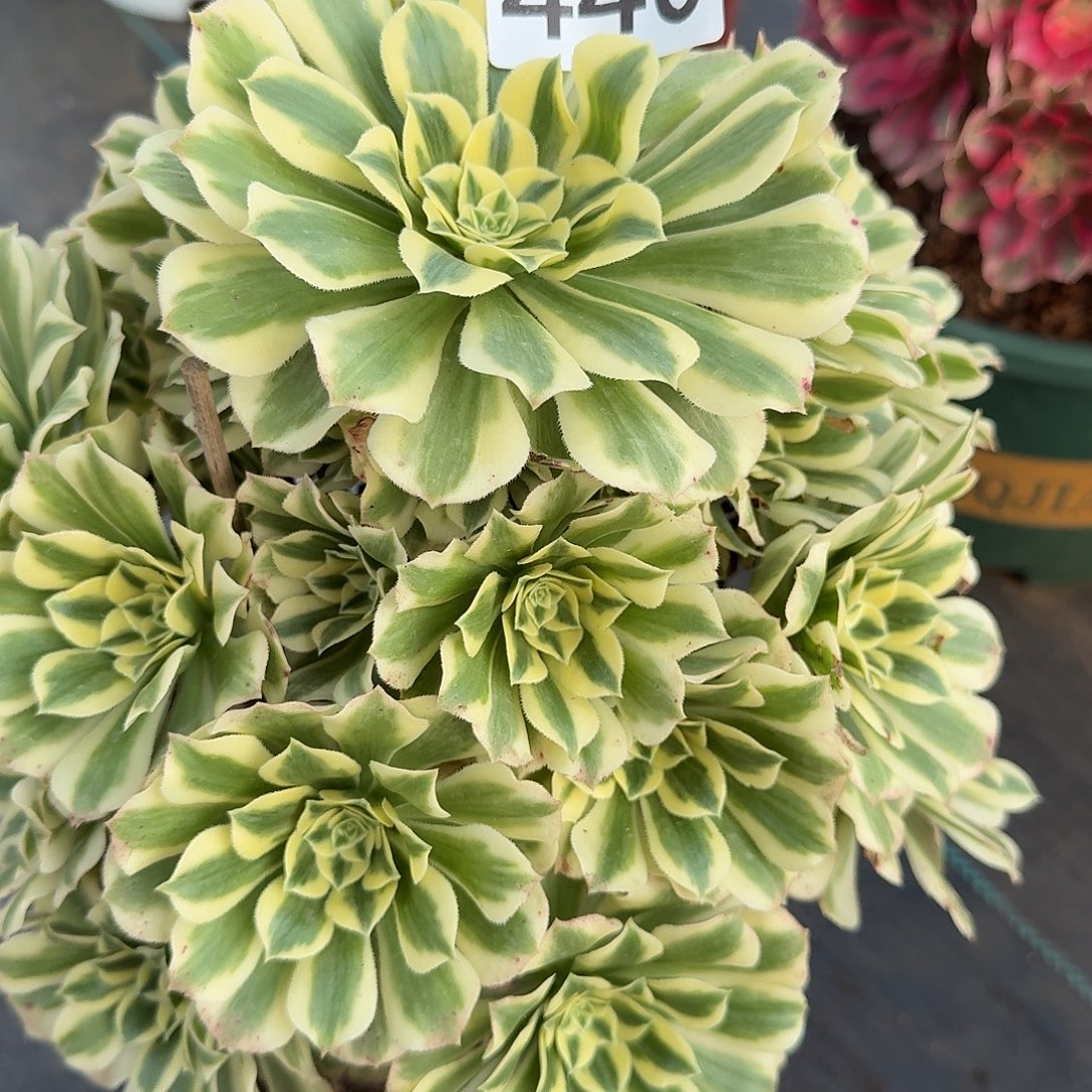 迈巴赫000000000440