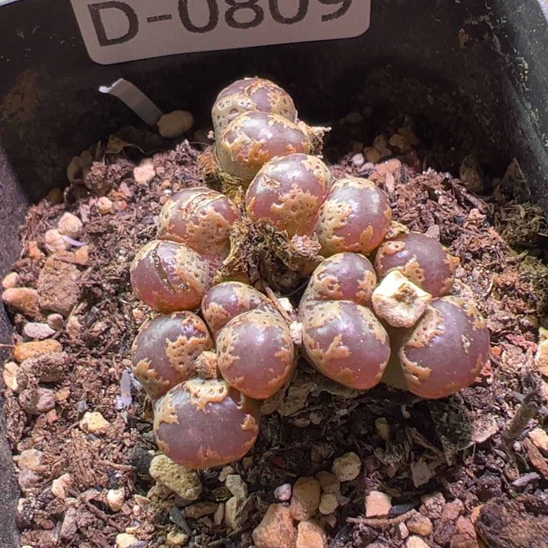 多肉植物1111111111111